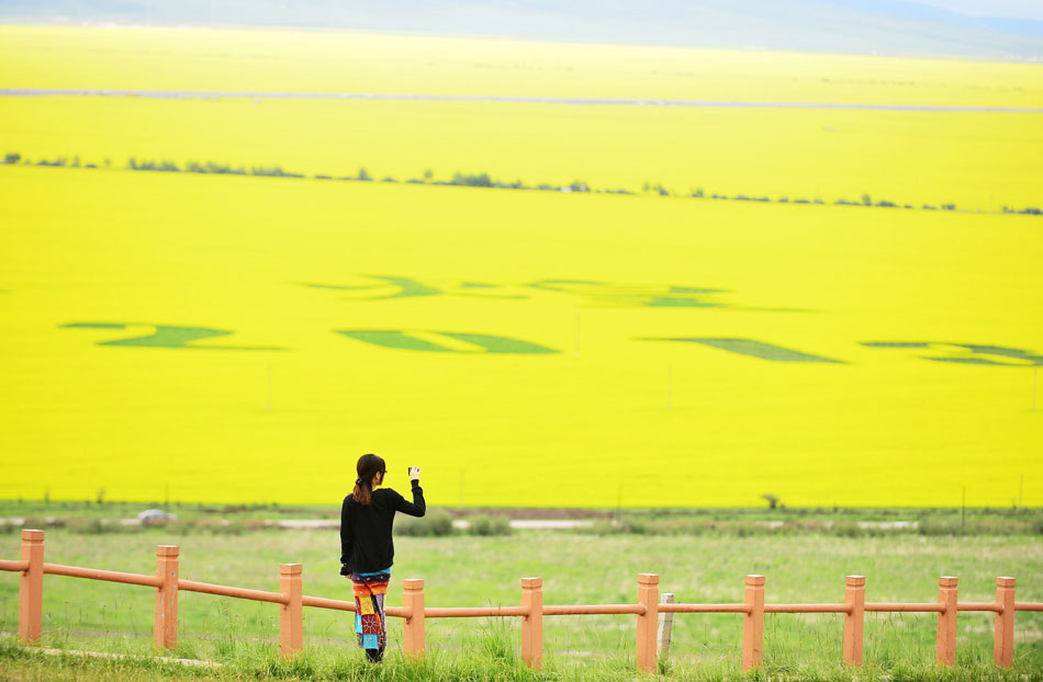 A tourist takes pictures of the sea of rape flowers on the grandstand in Menyuan County, northwest China’s Qinghai province, July 9, 2013. Every year in early July, 50 million mu (3.3million hectares) of rape flowers are in full bloom. The sea of the golden blossoms surrounded by the Qilian Mountains has attracted tourists from home and abroad. (Xinhua/ Wu Gang)