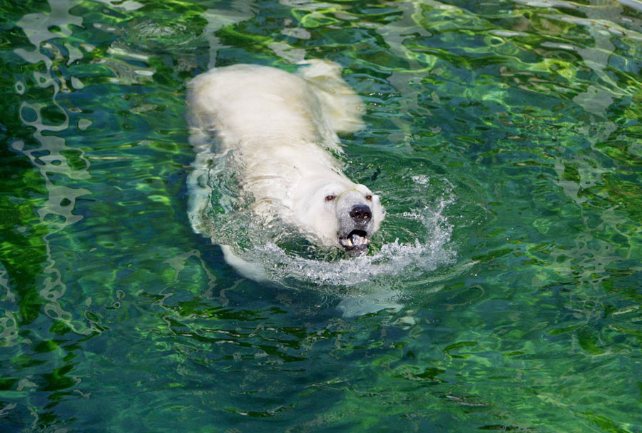 A polar bear swims to keep cool at a zoo in Budapest, Hungary on August 24, 2011. (Photo/Xinhua)