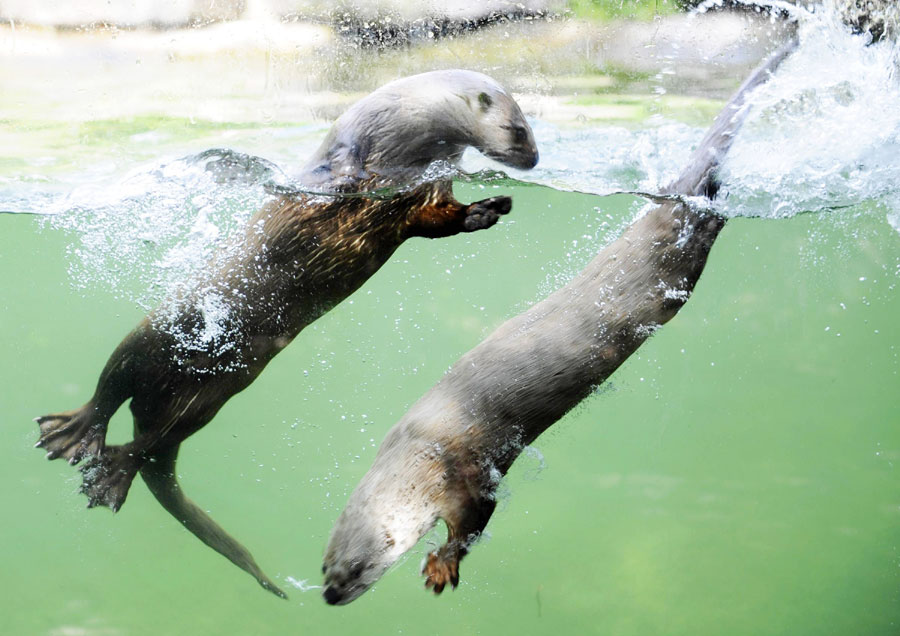 Two Canadian sea otters swim at a zoo in eastern France on June 5, 2012. (Photo/Xinhua)