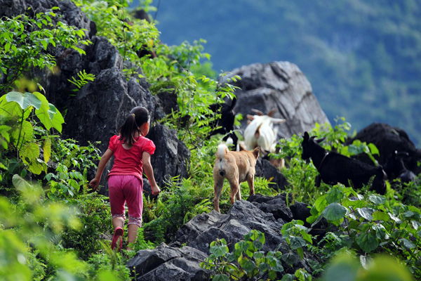 A girl herds goats in the Dahua Yao ethnic county of Guangxi Zhuang autonomous region on July 14, 2013. (Photo/Xinhua)