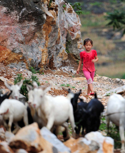 A girl herds goats in the Dahua Yao ethnic county of Guangxi Zhuang autonomous region on July 14, 2013. (Photo/Xinhua)