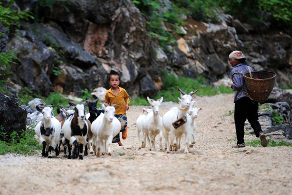 A boy herds goats in the Dahua Yao ethnic county of Guangxi Zhuang autonomous region on July 14, 2013. (Photo/Xinhua)