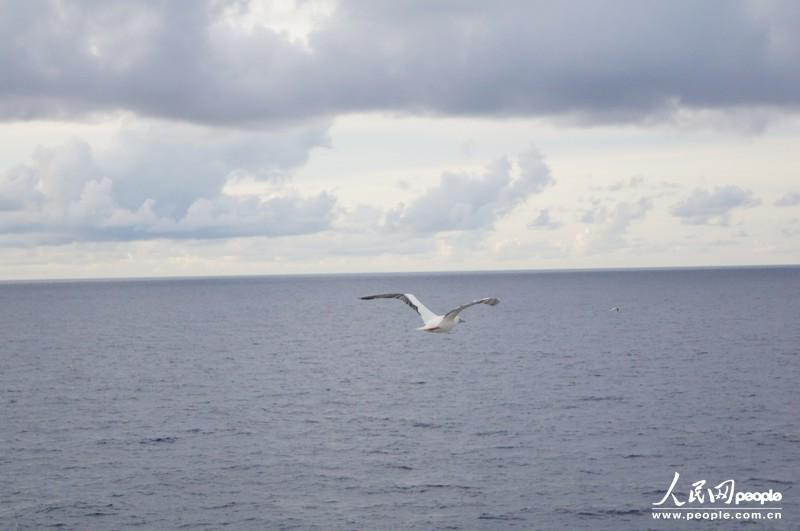 Sea gulls fly away. (People's Daily Online/ Duan Xinyi)