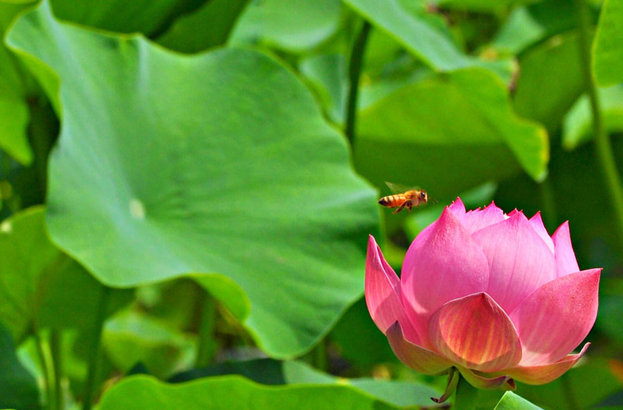 Lotus flowers in full bloom attract a bee gathering honey on a beautiful summer's day at Yuanmingyuan Park, on July 16, 2013. (Photo: CRIENGLISH.com/ Song Xiaofeng)
