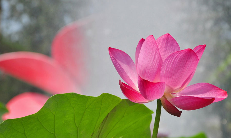 Lotus flowers in full bloom attract many tourists who come to appreciate the beauty of Yuanmingyuan Park, on July 16, 2013. (Photo: CRIENGLISH.com/ Song Xiaofeng)