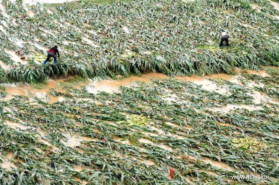 Villagers work in flooded field in Liujiacun Village of Yangxi Town in Yun County of Shiyan City, central China's Hubei Province, July 18, 2013. Four people were killed during heavy rainfall lasting from Wednesday evening to Thursday morning. (Xinhua/Cheng Fuhua)