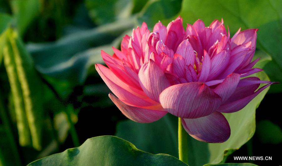 A lotus flower blossoms in Hefei, east China's Anhui Province, July 17, 2013. Over 6.7 hectares of exquisite lotus are seen in Longquan lotus garden in Sanguai Village of Tangshu Township of Shucheng County, east China's Anhui Province recently.(Xinhua/Wu Yuhua)
