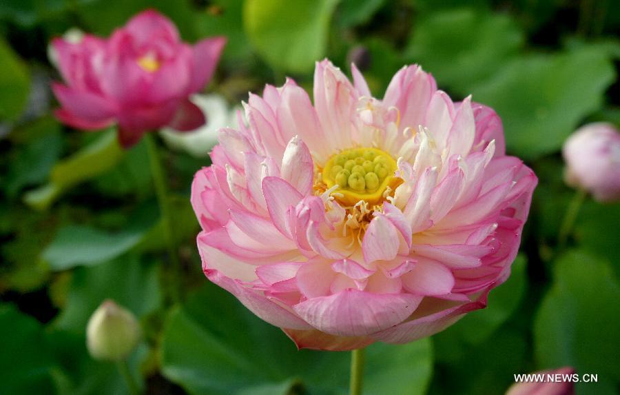 A lotus flower blossoms in Hefei, east China's Anhui Province, July 12, 2013. Over 6.7 hectares of exquisite lotus are seen in Longquan lotus garden in Sanguai Village of Tangshu Township of Shucheng County, east China's Anhui Province recently.(Xinhua/Chen Li)