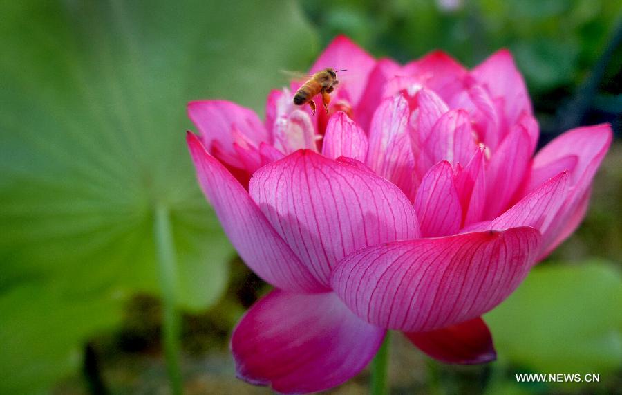 A lotus flower blossoms in Hefei, east China's Anhui Province, July 17, 2013. Over 6.7 hectares of exquisite lotus are seen in Longquan lotus garden in Sanguai Village of Tangshu Township of Shucheng County, east China's Anhui Province recently.(Xinhua/Wu Yuhua)