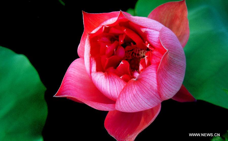A lotus flower blossoms in Hefei, east China's Anhui Province, July 17, 2013. Over 6.7 hectares of exquisite lotus are seen in Longquan lotus garden in Sanguai Village of Tangshu Township of Shucheng County, east China's Anhui Province recently.(Xinhua/Wu Yuhua)