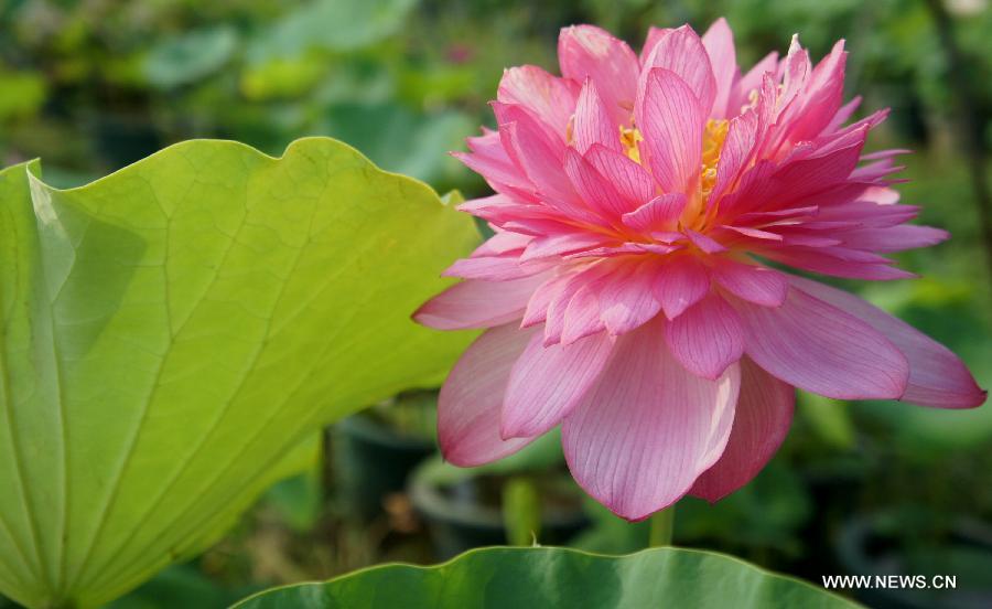 A lotus flower blossoms in Hefei, east China's Anhui Province, July 17, 2013. Over 6.7 hectares of exquisite lotus are seen in Longquan lotus garden in Sanguai Village of Tangshu Township of Shucheng County, east China's Anhui Province recently.(Xinhua/Wu Yuhua)