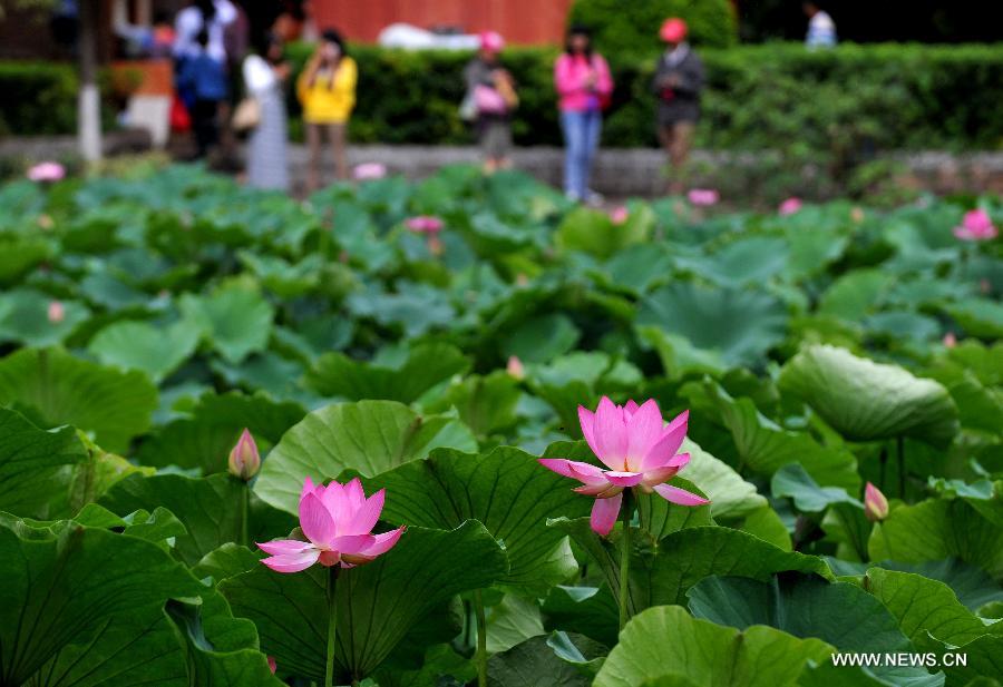 Visitors enjoy themselves near lotus flowers in Cuihu Park of Kunming, capital of southwest China's Yunnan Province, July 18, 2013. Blooming lotus flowers here attracted many local residents to the park.(Xinhua/Lin Yiguang)