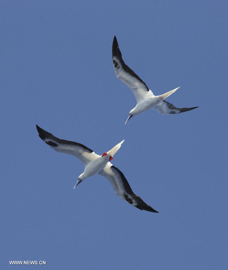 Photo taken on July 18, 2013 shows two birds flying above the South China Sea. Over forty species of birds inhabit on Xisha Islands. (Xinhua/Lai Xiangdong)
