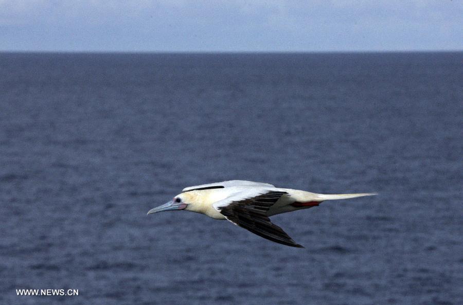Photo taken on July 17, 2013 shows a bird flying above the South China Sea. Over forty species of birds inhabit on Xisha Islands. (Xinhua/Lai Xiangdong)