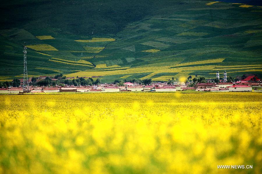 Photo taken on July 16 shows a village surrounded in rape flowers in Menyuan County, northwest China's Qinghai Province, July 16, 2013. The tourist attraction witnessed a travel peak in July with its snow mountains and blossoming rape flowers. (Xinhua/Yang Shoude)