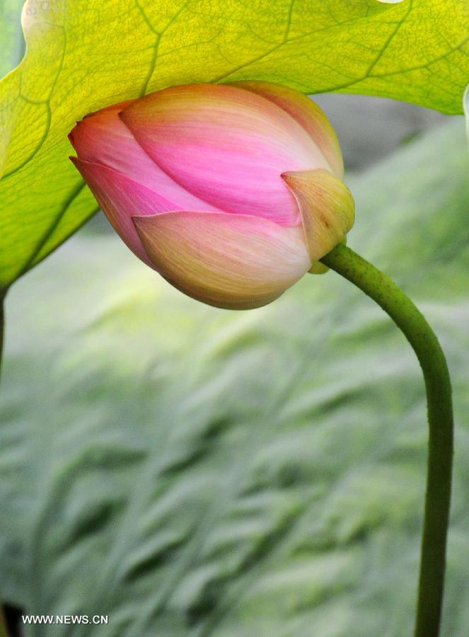 A lotus flower is in bud at a park in Suzhou City, east China's Jiangsu Province, July 19, 2013. (Xinhua/Wang Jianzhong)