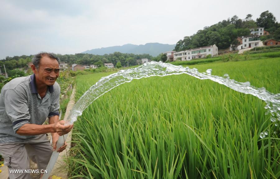 A man waters crops with underground water in the Jingzi Town of Shuangfeng County, central China's Hunan Province, July 20, 2013. The drought has left about 283,000 people short of water in Hunan following days of heat, affecting 3.376 million mu (about 225,066 hectares) of croplands. (Xinhua/Nai Jihui)  