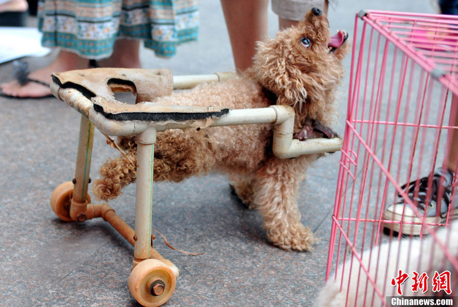 A paralyzed dog named Xiongxiong walks with a dog wheelchair at an activity organized by Nanchang Small Animal Protection Association (NSAPA) in Nanchang, east China's Jiangxi Province, July 21, 2013. (Photo: Chinanews.cn)