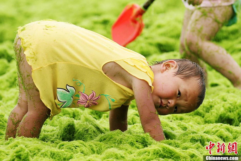 A baby plays among green algae on the beach in Qingdao, east China's Shandong province, July 18, 2013. (CNS/Xue Hun)