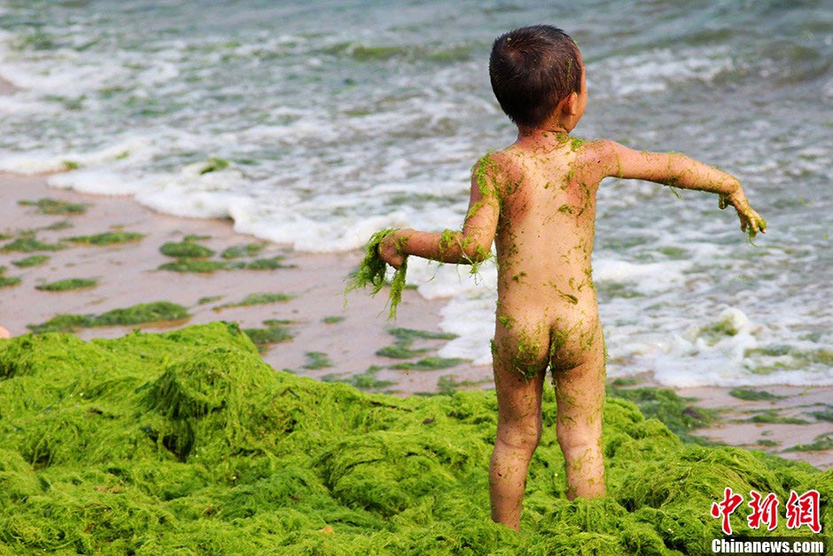 A boy plays with green algae on the beach in Qingdao, east China's Shandong province, July 18, 2013. (CNS/Xue Hun)