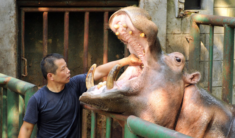 Xu Daorong, 42, cleans the teeth for the hippo in Nanjing Hongshan zoo, east China's Jiangsu province, July 11, 2013. (Xinhua/Li Xiang)