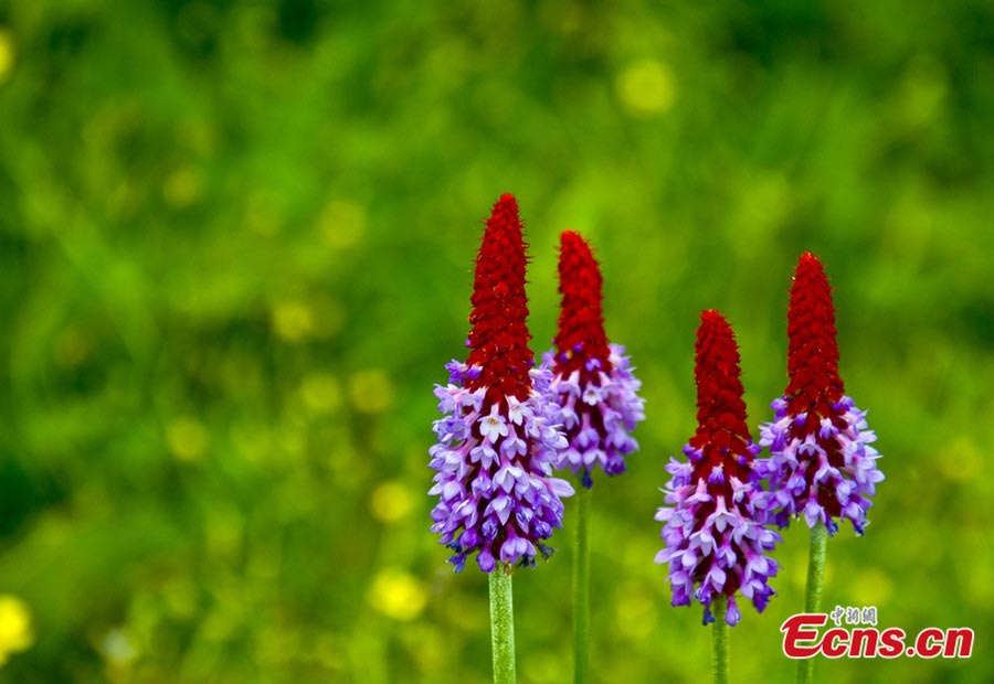 Wuxuhai Lake Scenic Resort, as an important part of Mount Gongga, is located in Jiulong County of Ganzi Tibetan Autonomous Prefecture, Southwest China's Sichuan Province with an altitude of 3760 meters. "Wuxuhai" means a blazing and sunny lake in the Tibetan language. (Photo/Gao Xiuqing)