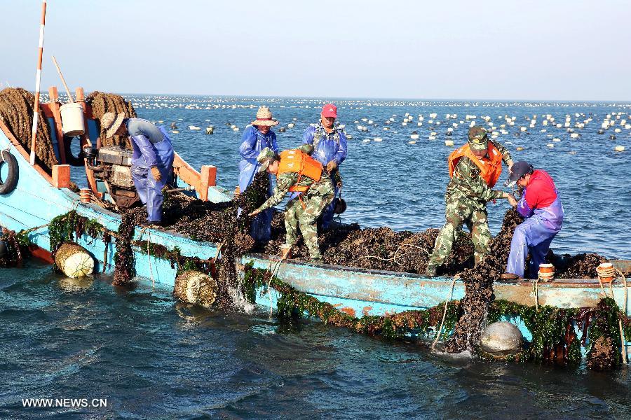 Villagers harvest mussels in of Shengsi County in Zhoushan City, east China's Zhejiang Province, July 23, 2013. Shengsi County had more than 1,333 hectares of water areas to breed mussels with a production value topping 100 million yuan (15.47 million US dollars) in 2012. The mussel breeding has become a main source of income for local people. (Xinhua/Xu Yu) 