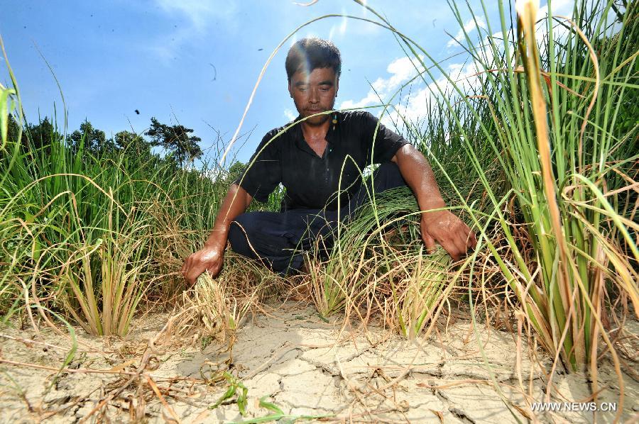 A man shows the dried-up field in Shanjiang Town of Fenghuang County, central China's Hunan Province, July 23, 2013. A drought that has lasted since early July has left 384,000 people short of drinking water in the province. Eighty-seven counties of 12 cities and prefectures in the province have been affected by the drought, with about 260,000 hectares of crops damaged and 216,000 heads of livestock short of water. Also in the province, 128 rivers and 124 reservoirs are dry. (Xinhua/Long Hongtao)