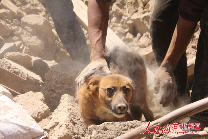 After being buried in debris for more than 30 hours, a dog in a quake-hit village in Gansu province miraculously survived and was rescued by his owner and other helpers on Tuesday.(Photo / gs.people.com.cn)
