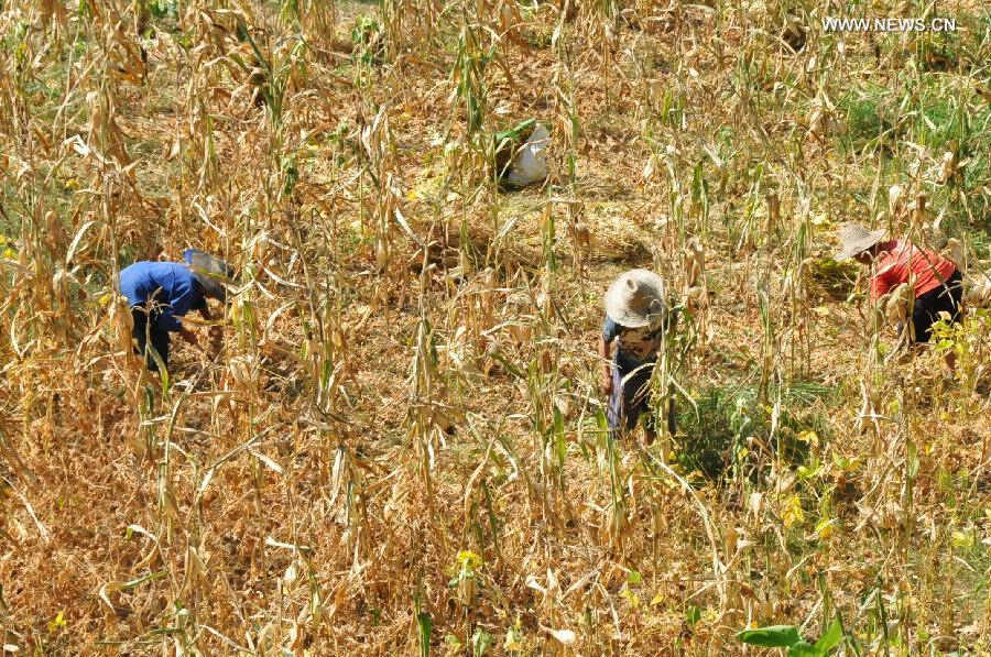 Farmers work in a field hit by drought in Huangping County, southwest China's Guizhou Province, July 24, 2013. A drought that has lasted since the middle of June has left 619,900 people short of drinking water in the province. Over 70 counties of cities in the province have been affected by the drought, with 264,600 hectares of crops affected and 125,300 heads of livestock short of water. (Xinhua/Yang Hongtao) 