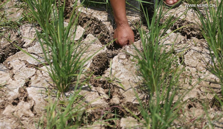 A villager shows the dried-up field in Wufengpu Town of Shaoyang County, central China's Hunan Province, July 24, 2013. A drought that has lasted since early July has left 533,000 people short of drinking water in the province. 107 counties of 14 cities and prefectures in the province have been affected by the drought, with about 6027,000 hectares of crops damaged and 311,000 heads of livestock short of water. Also in the province, 186 rivers and 252 reservoirs are dry. (Xinhua/Li Ga) 