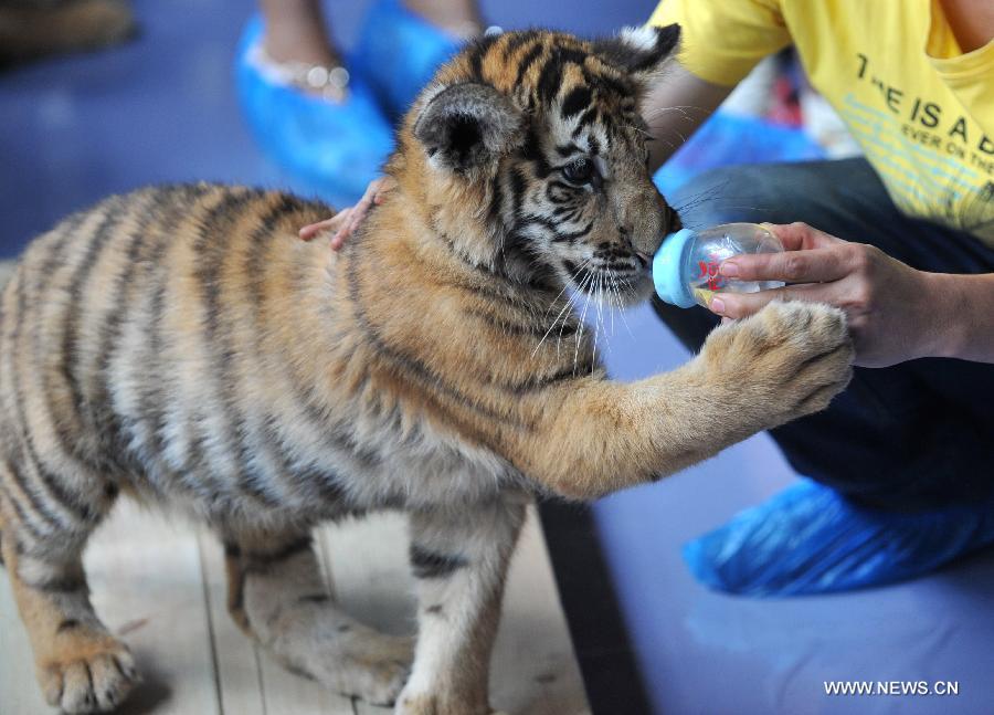 A tourist feeds a two-month-old little tiger in Yunnan Wild Animal Park in Kunming, capital of southwest China's Yunnan Province, July 25, 2013. Tourists are allowed to contact with the 11 little tigers in the animal park since Thursday.(Xinhua/Lin Yiguang)