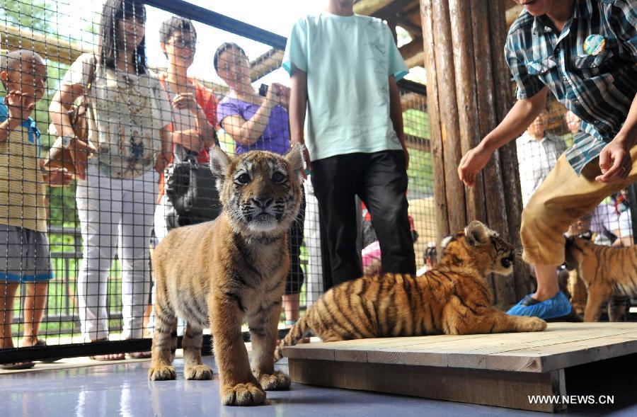Tourists view six-month-old little tigers closely in Yunnan Wild Animal Park in Kunming, capital of southwest China's Yunnan Province, July 25, 2013. Tourists are allowed to contact with the 11 little tigers in the animal park since Thursday.(Xinhua/Lin Yiguang)