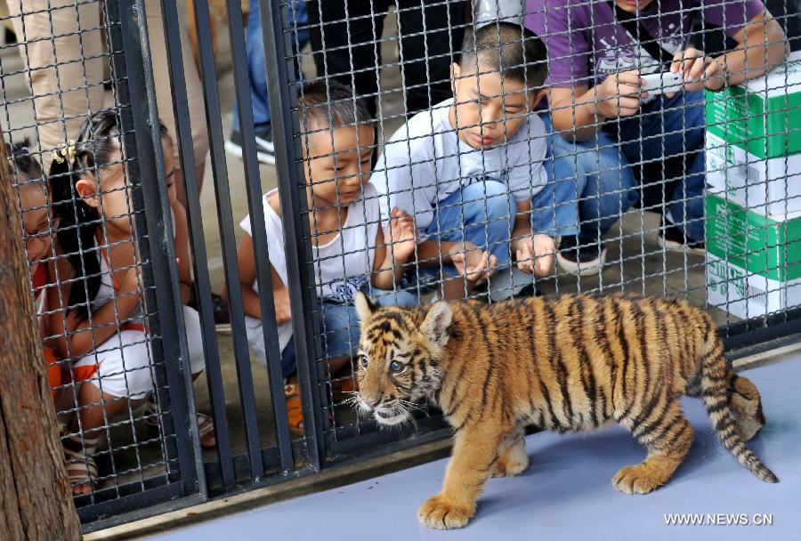 A tourist views a three-month-old little tiger closely in Yunnan Wild Animal Park in Kunming, capital of southwest China's Yunnan Province, July 25, 2013. Tourists are allowed to contact with the 11 little tigers in the animal park since Thursday.(Xinhua/Lin Yiguang) 