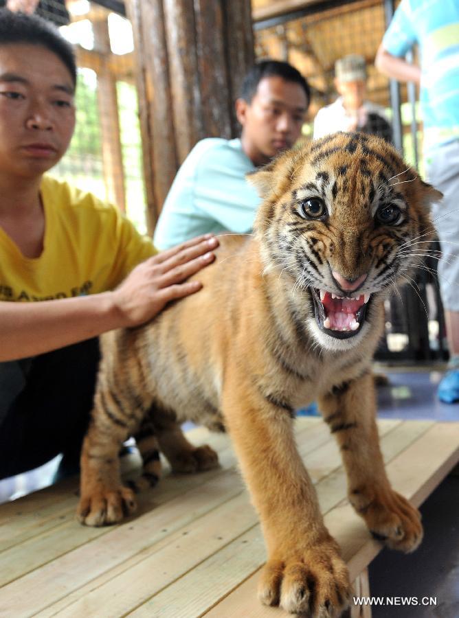A little tiger looks at camera in Yunnan Wild Animal Park in Kunming, capital of southwest China's Yunnan Province, July 25, 2013. Tourists are allowed to contact with the 11 little tigers in the animal park since Thursday.(Xinhua/Lin Yiguang) 