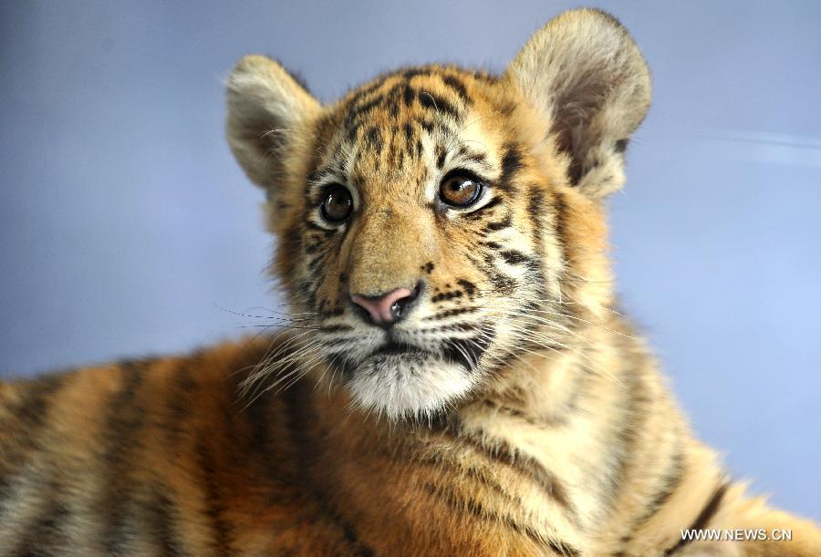 A three-month-old little tiger is seen in Yunnan Wild Animal Park in Kunming, capital of southwest China's Yunnan Province, July 25, 2013. Tourists are allowed to contact with the 11 little tigers in the animal park since Thursday.(Xinhua/Lin Yiguang) 
