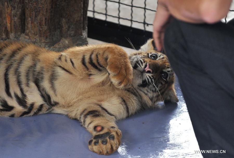 A tourist views a six-month-old little tiger closely in Yunnan Wild Animal Park in Kunming, capital of southwest China's Yunnan Province, July 25, 2013. Tourists are allowed to contact with the 11 little tigers in the animal park since Thursday.(Xinhua/Lin Yiguang) 
