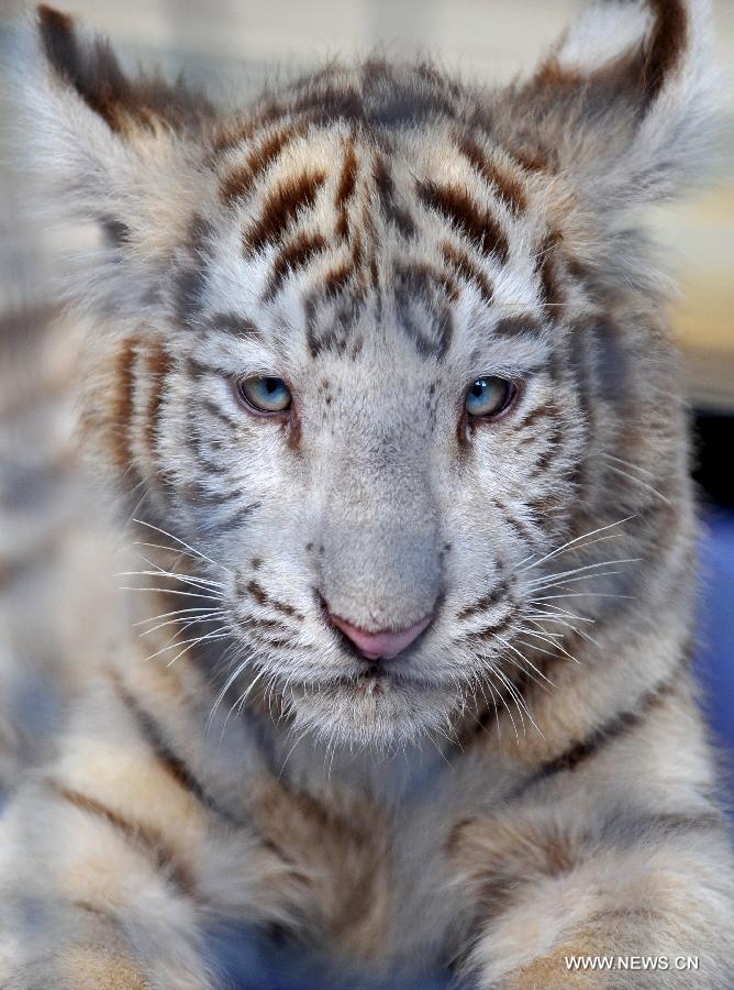 A five-month-old little tiger in Yunnan Wild Animal Park in Kunming, capital of southwest China's Yunnan Province, July 25, 2013. Tourists are allowed to contact with the 11 little tigers in the animal park since Thursday.(Xinhua/Lin Yiguang) 