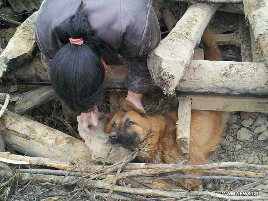 This photo taken by mobile phone shows a lady comforting her dog trapped in ruins in the quake-hit Lalu Village, Hetuo Township, Dingxi, northwest China's Gansu Province, July 25, 2013. The dog that survived by drinking rainwater was buried in a collapsed house for 77 hours before rescuers found it on Thursday. (Xinhua/Gao Bingnan) 