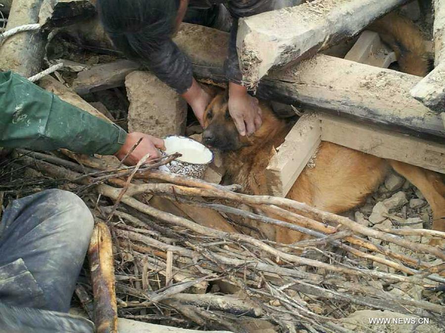 This photo taken by mobile phone shows the rescuer feeding a dog trapped in ruins in the quake-hit Lalu Village, Hetuo Township, Dingxi, northwest China's Gansu Province, July 25, 2013. The dog that survived by drinking rainwater was buried in a collapsed house for 77 hours before rescuers found it on Thursday. (Xinhua/Gao Bingnan)  