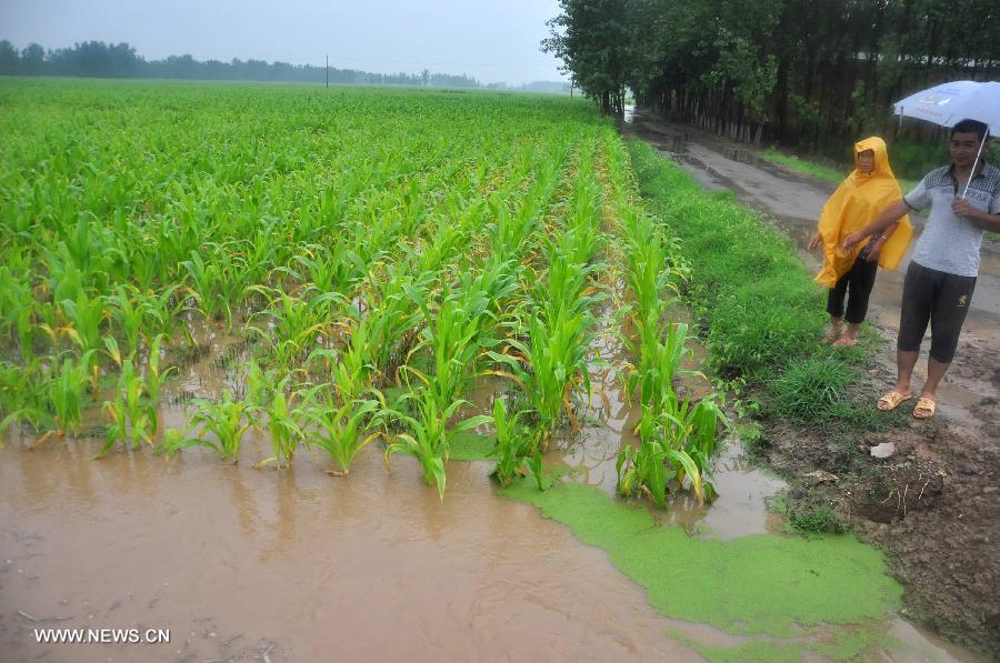 Villagers check the flooded fields at Jiazhai Township of Liaocheng City, east China's Shandong Province, July 26, 2013. Rainstorms hit the city from Thursday evening to Friday. (Xinhua/Zhao Yuguo)