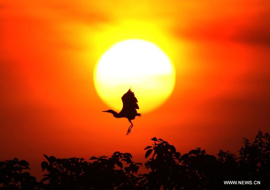 An egret is seen against the setting sun at the lakeside of Poyang Lake, east China's Jiangxi Province, July 27, 2013. The summer migratory birds in Poyang Lake reserve has completed their breedings this summer, making the whole number of birds in the region climbed to 200,000 by now. (Xinhua/Fu Jianbin)