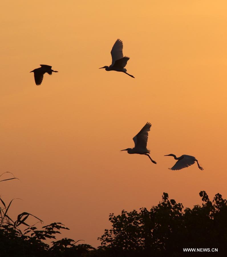 Photo taken on July 27, 2013 shows the egrets at sunset at the lakeside of Poyang Lake, east China's Jiangxi Province. The summer migratory birds in Poyang Lake reserve has completed their breedings this summer, making the whole number of birds in the region climbed to 200,000 by now. (Xinhua/Fu Jianbin)  