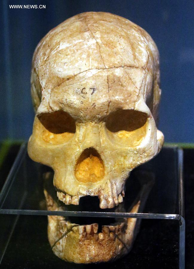 Photo taken on July 27, 2013 shows a prehistoric female skull at the Hong Kong Heritage Discovery Centre in Hong Kong, south China. By occupying and restoring the historic building of a former British barrack, the centre has opened to the public since 2005 for antiquities exhibition and education use. (Xinhua/Li Peng) 