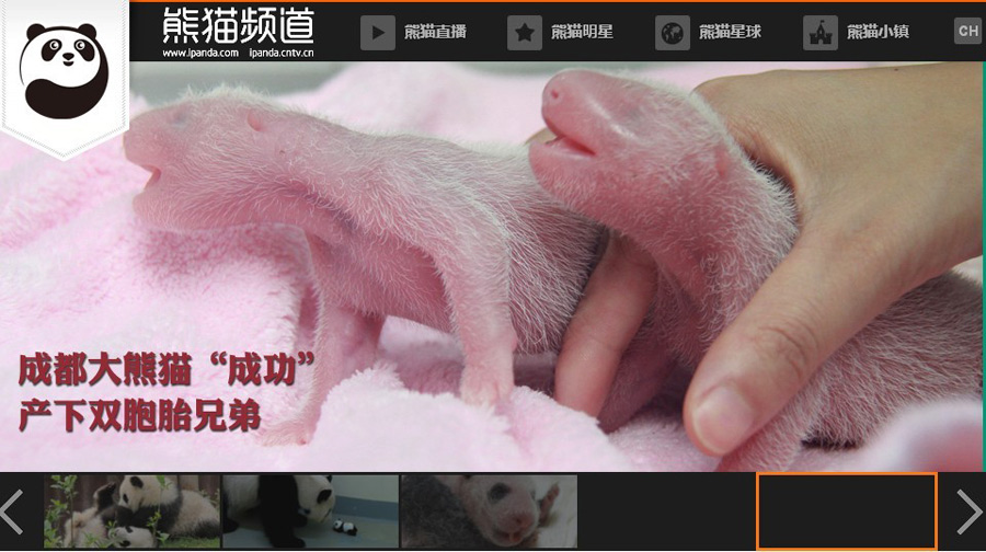The website provides live round-the-clock broadcasts of giant pandas. (Web page screenshots) 