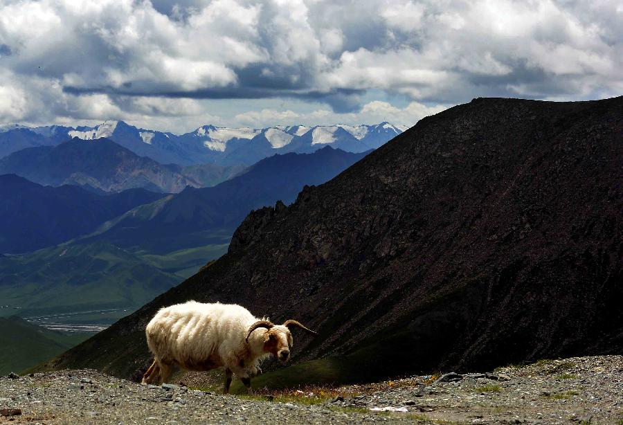 Photo taken on July 28, 2013 shows a sheep on the top of mountain in Sunan County, northwest China's Gansu Province. The scenic spot of Qishan Mountains attracted many tourists with its snow mountains and blossoming flowers. (Xinhua/Wang Song)