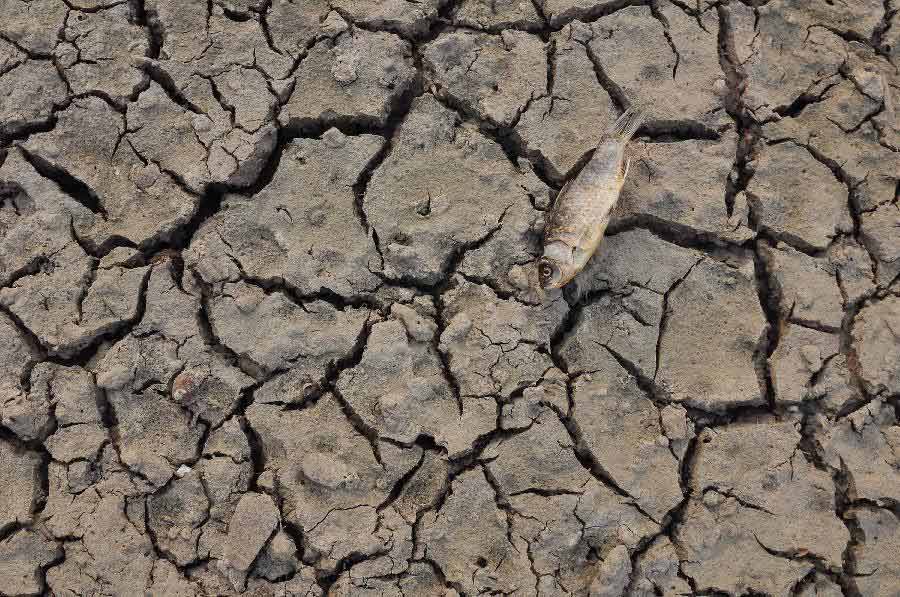 Photo taken on July 28, 2013 shows a dried fish on the chapped riverbeds near the Wantou Bridge over Yaojiang River in Ningbo, east China's Zhejiang Province. Unrelenting heat in Ningbo has drawn the water table of the Yaojiang River down and parts of the beds were chapped, which led to the death of mussels and fish. (Xinhua/Hu Xuejun)