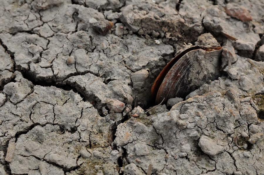 Photo taken on July 28, 2013 shows a dried mussel on the chapped riverbeds near the Wantou Bridge over Yaojiang River in Ningbo, east China's Zhejiang Province. Unrelenting heat in Ningbo has drawn the water table of the Yaojiang River down and parts of the beds were chapped, which led to the death of mussels and fish. (Xinhua/Hu Xuejun)