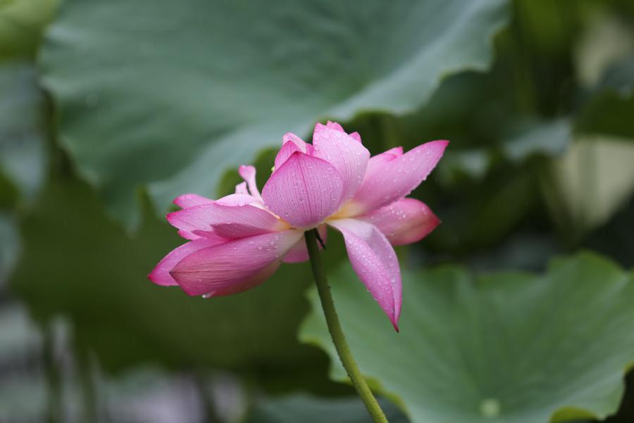 Photo taken on July 28, 2013 shows a lotus flower at the Puzhehei scenic spot in Wenshan Zhuang-Miao Autonomous Prefecture in southwest China's Yunnan Province. (Xinhua/Liang Zhiqiang)