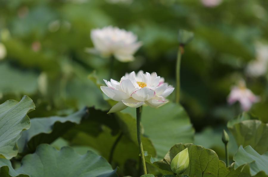 Photo taken on July 28, 2013 shows a lotus flower at the Puzhehei scenic spot in Wenshan Zhuang-Miao Autonomous Prefecture in southwest China's Yunnan Province. (Xinhua/Liang Zhiqiang)